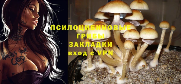 прущие грибы Зерноград